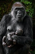 Western Lowland Gorilla