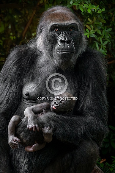 Western Lowland Gorilla