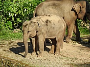 Baby Sumatran Elephant