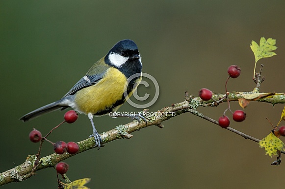 The great tit (Parus major)