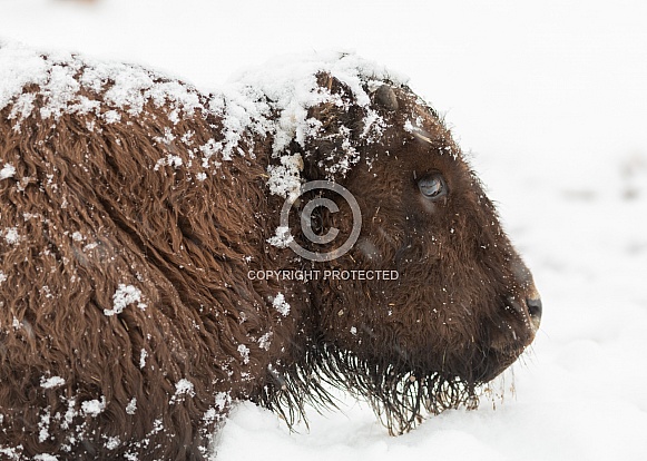 Bos bison, American bison