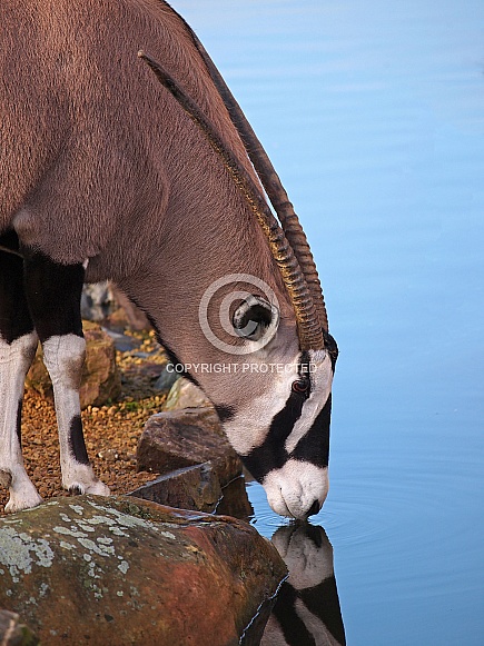 Oryx (Oryx gazella) Oryx (Oryx gazella)