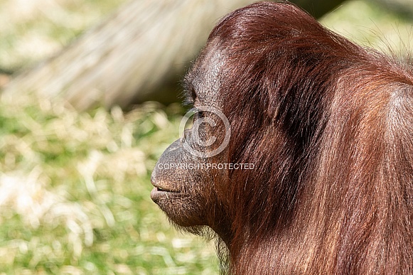 Bornean Orangutan Side Profile
