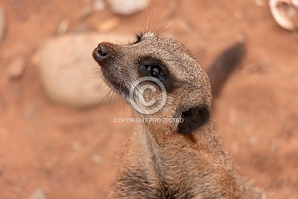 Meerkat Side Profile Close Up