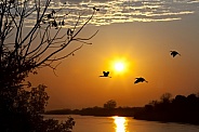 Chobe River in Botswana, Africa
