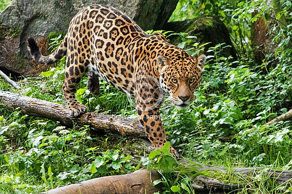 Jaguar, full shot, walking across log