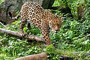 Jaguar, full shot, walking across log
