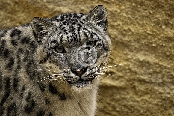 Snow Leopard Close Up Looking At Camera