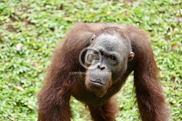 Orangutan