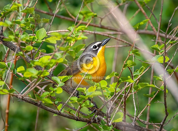 Yellow-breasted Chat Yellow-breasted Chat