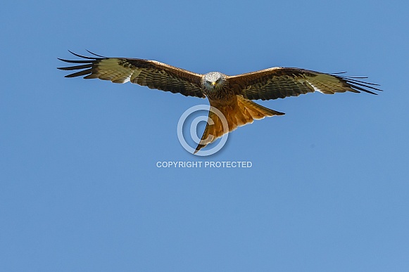 Red Kite