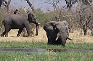 Bull Elephant wading through the river