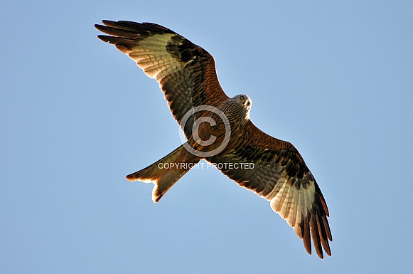 Red Kite