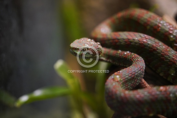 Beautiful pitviper