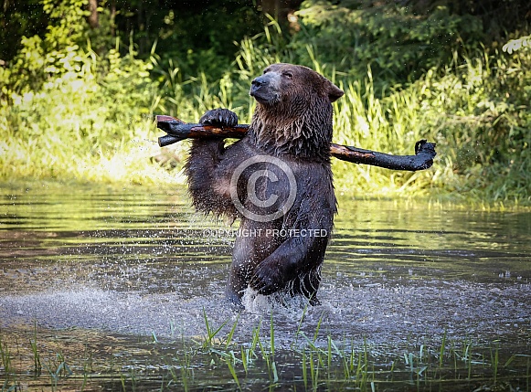 Grizzly Batters Up