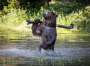 Grizzly Batters Up