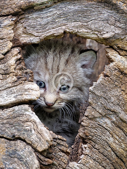 Bobcat kitten