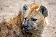 Hyena (Crocuta crocuta)