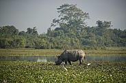 Indian rhino in the nature habitat