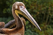 Juvinile Great White Pelican