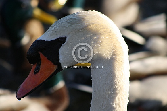 Mute Swan Mute Swan