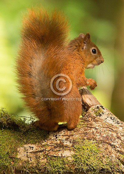 Red Squirrel Red Squirrel