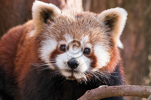 Red Panda Face Shot Close Up