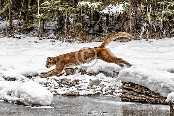 Cougar-Mountain Lion Leap