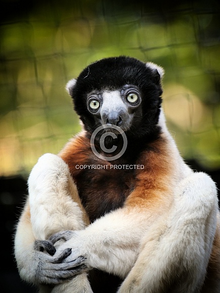 Crowned Sifaka