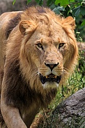 African Lion