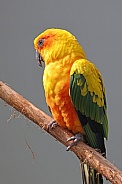 Sun parakeet (Aratinga solstitialis)