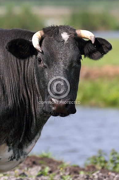 Dutch Cow and Cows