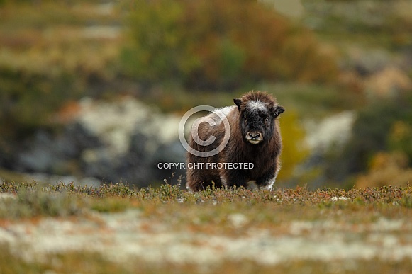 Musk-Ox or Muskox baby