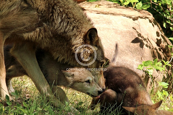 Wolf and Wolf Pups Wolf and Wolf Pups