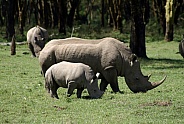 White Rhino and Calf
