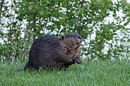Beaver in nature