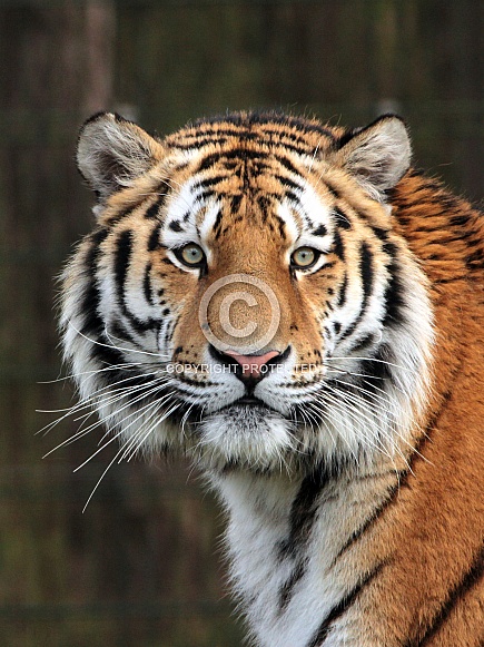 Siberian Tiger Siberian Tiger