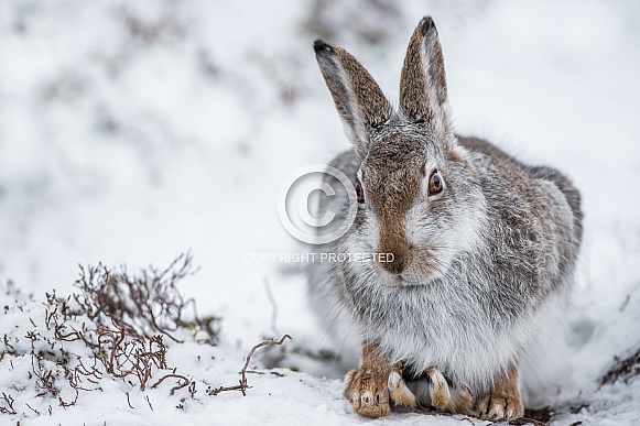 Mountain Hare