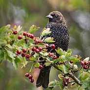 Female Red-winged Blackbird with berries