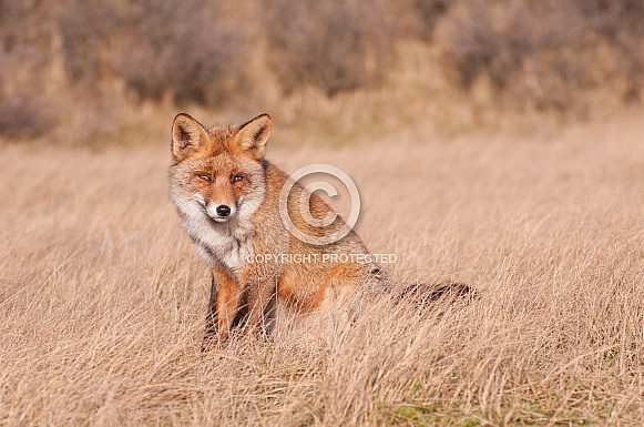 Red Fox