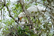 The Eurasian spoonbill