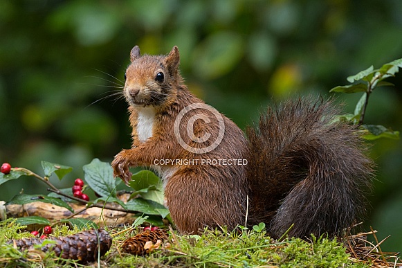 Red Squirrel