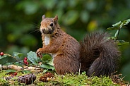 Red Squirrel
