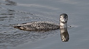 common loon adult (Gavin immer) non breeding colors