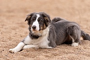 Border collie puppy in the sand