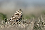 The short-eared owl (Asio flammeus)