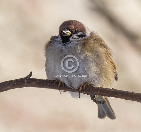 Tree sparrow Tree sparrow