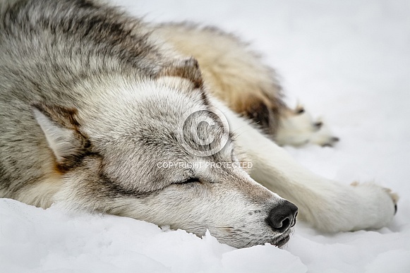 Wolf