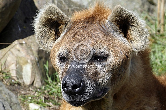 Spotted Hyena Spotted Hyena