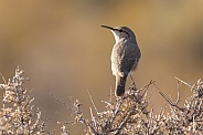 Rock Wren, Salpinctes obsoletus
